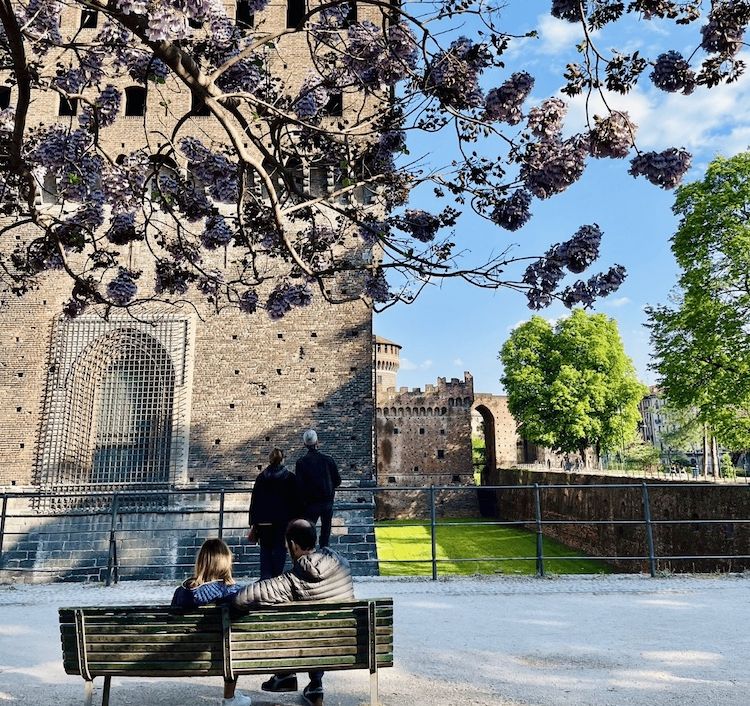 Lavender blooms outside the castle in Parco Sempione