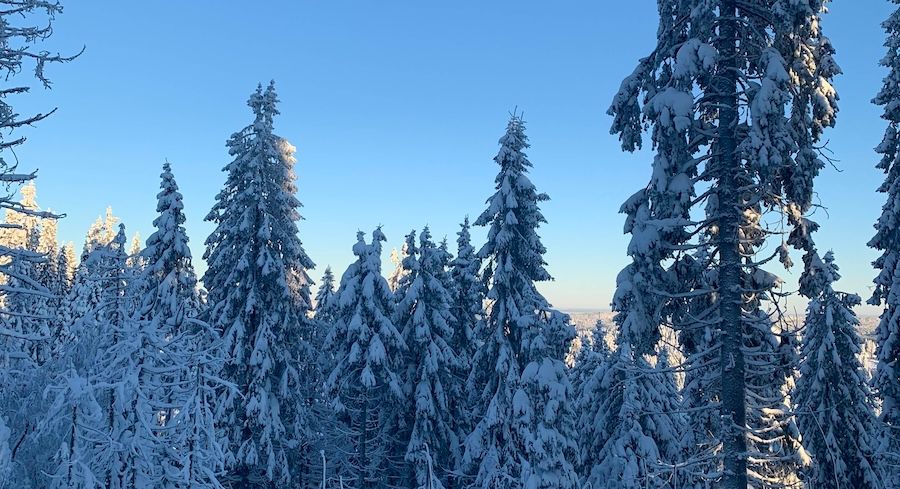 Trees coated in winter snow.