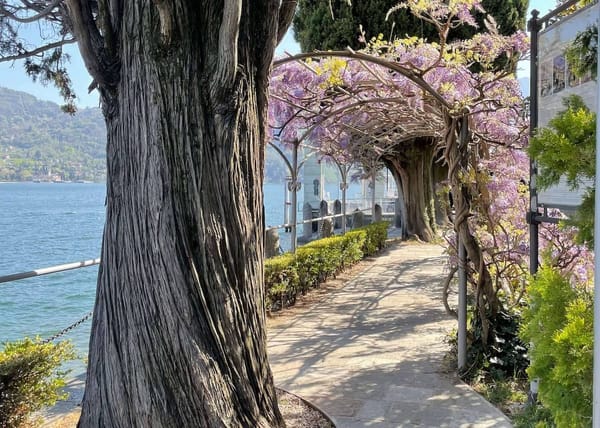 A lavender-paved walking path in Griante, along Lake Como. 